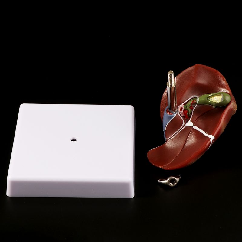 Modelo anatómico patológico hu - Medical Lab Assistant reseña y precio